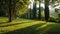 Sunlight filtering through trees in a serene park