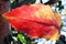 Sunlight filters through a fall leaf