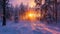 Sunlight Filters Through Snow-Covered Trees in a Winter Forest