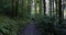 Sunlight filters through tall trees illuminating a forest trail. pan