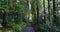 Sunlight filters through the tall trees illuminating a serene forest pathway surrounded by greenery. zoom in