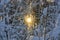 Sunlight flashed through snowy forest in frosty winter day