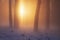 Sunlight in foggy winter forest. Vibrant sun in woodland. Fog and mist in forest. Snowy nature in sunrise