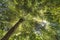 Sunlight through a forest canopy lighting up a fern tree