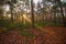 Sunlight in forest light in mist