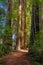 Sunlight among the giant Redwoods