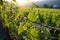 sunlight glinting off the dew-dropped vines in early morning