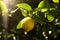 Sunlight Glistening on a Fresh Lemon Hanging from a Green Tree in Nature