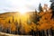 Sunlight glows behind golden aspen trees in Colorado Rocky Mount