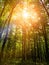 The sunlight going through Fernridge Trail Loop woods trees