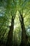 Sunlight through the green foliage of crowns trees, bottom view