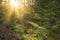 Sunlight in green forest at sunrise. Landscape of summer forest with warm sunbeams through trees