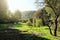 Sunlight In A Green Glade Of Etna Park, Sicily