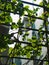 Sunlight on green leaves, curled leaves on window rod