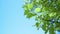 Sunlight on green leaves, low-angle shot of spring young tree branches, sapling