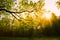 Sunlight Through Green Tree Crown - Low Angle View