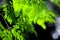 Sunlight on the hanging Moringa oleifera leaves.