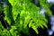 Sunlight on the hanging Moringa oleifera leaves.