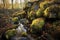 sunlight highlighting lichen-covered stones near a stream
