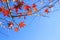 The sunlight hits the red maple leaves in autumn, makes the stripes of the leaves look beautiful, with clear blue sky.