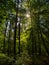 Sunlight illuminate the undergrowth of the forest