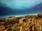 Sunlight illuminates sea grasses and the sandy bottom of Rainbow River, Dunnellon, Florida