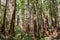 Sunlight illuminating a Coastal Redwood forest Sequoia Sempervirens, Santa Cruz Mountains, California