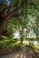 Sunlight through the leaves of a weeping cypress tree