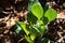 SUNLIGHT ON LEAVES OF YOUNG CAULIFLOWER PLANT