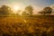 Sunlight with lens flare over wheat field in early summer