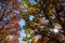 Sunlight With Lens Flare Shines Through Colorful Autumn Tree Leaves