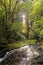 Sunlight lighting up a little creek in New Zealand native forest
