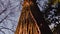 Sunlight lights high brown tree trunk with narrow branches