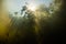 Sunlight and Lily Pads Underwater