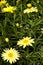 Sunlight Marguerite Argyranthemum frutescens