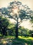 Sunlight Through an Oak Tree at Harmony Park Music Garden