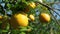 Sunlight, orange trees, orchard, overgrown, yellow orange, citrus