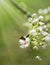 Sunlight over a Bud from Callery Pear Tree