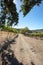 Sunlight over dirt road through rows of vines in vineyard in wine country under blue skies