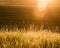 Sunlight over the farms and wheat fields