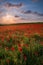 Sunlight over Poppies, Polly Joke, West Pentire, Cornwall