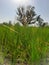 Sunlight passes through mango tree in big grass.