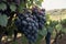 Sunlight peeking through clusters of vineyard grapes