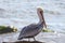 Sunlight on pelican perched on seaweed rock on the central coast of Cambria California United States