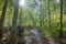 Sunlight Piercing Through A Forest Canopy