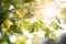 sunlight piercing through leaves during summer solstice