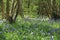 Sunlight Playing On Wild British Bluebells