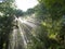 Sunlight rays beam through dense tropical jungle