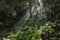 Sunlight rays pour through leaves in a rainforest at Sinharaja F