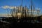 Sunlight through reeds at the beach